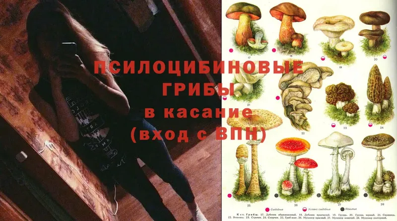 Псилоцибиновые грибы Psilocybe  Александров 